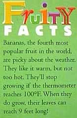 Bananas, the fourth most popular fruit in the world, are picky about the weather