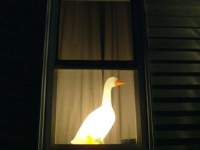 ../2003/05/18-cambridge-MA-duck-in-window.jpg
