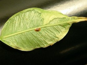 plant spot