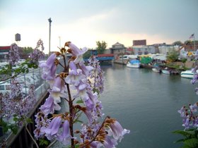 ../2004/05/13-brooklyn-NY-gowanus-storm-flower.jpg