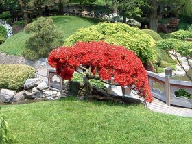 ../2004/05/13-brooklyn_botanical-red-garden-tree.jpg