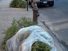 ../2006/01/08-tree-brooklyn-NY-sad.jpg