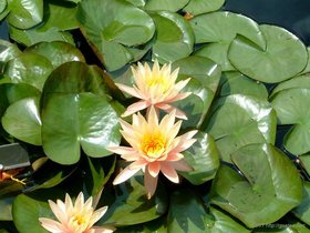 ../2007/06/05-rose-brooklyn-NY-garden-lotus-flower.jpg