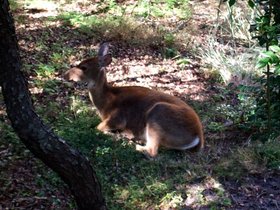 ../2007/09/16-1020-fire_island-NY-deer.jpg