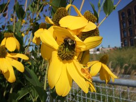 ../2007/09/23-1457-flower-redhook-NY-yellow-bee.jpg