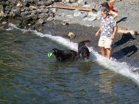 ../2007/09/23-1505-redhook-NY-dog.jpg