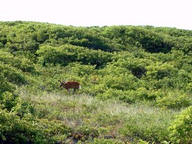 ../2008/06-by-nora/21-0851-fire_island.jpg