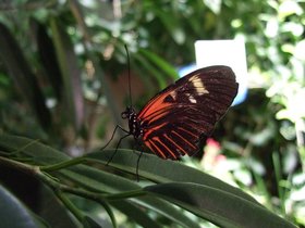 ../2008/12/07-1239-ny-amnh-NY-butterfly-red-stripe.jpg