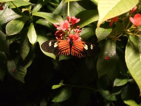 ../2008/12/07-1241-ny-amnh-NY-butterfly-flower.jpg