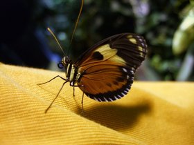 ../2008/12/07-1245-ny-amnh-NY-butterfly-on-shirt.jpg