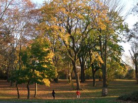 ../2009/11/08-1638-tree-queens-NY-autumn.jpg