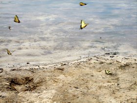 ../2010/05/07-1520-cunningham-park-camping-butterfly-MD-lake.jpg