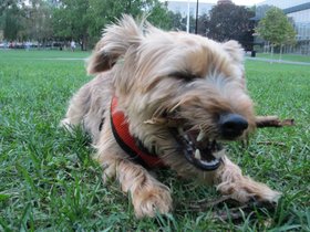 ../2011/09/04-1950-casper-chewing-stick-dog.jpg