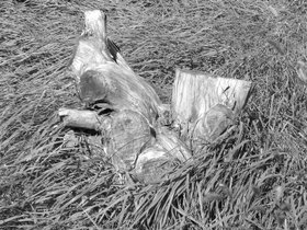 16-1416-stump.jpg