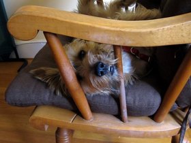 ../2011/11/11-1309-casper-upsidedown-rocker-dog.jpg