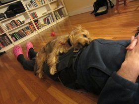 ../2012/01/22-2236-casper-dog-sleeping.jpg