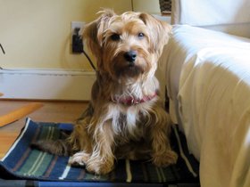 ../2012/04/12-1417-casper-dog-sitting.jpg
