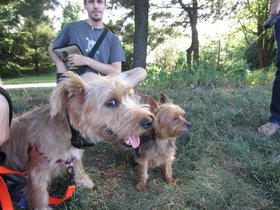 ../2012/07/08-1752-lady_bug-casper-dog.jpg