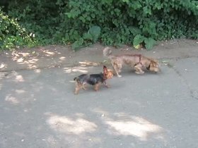 08-casper-ladybug-walking.mp4