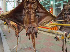 31-1808-samcheok-KOR-ray.jpg