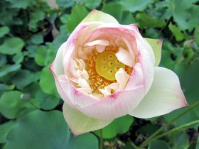 06-1433-KOR-lotus-temple-seoul.jpg