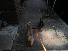 ../2012/09/02-1013-casper-lady_bug-dog-walking.jpg
