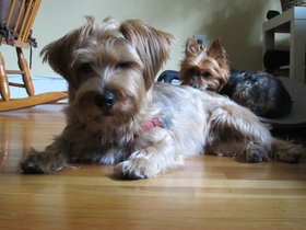 ../2012/09/03-0903-dog-casper-lady_bug.jpg