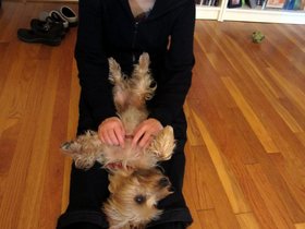 ../2012/11/10-1525-dog-casper.jpg