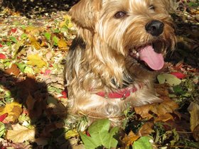 ../2012/11/22-1342-dog-casper-happy.jpg