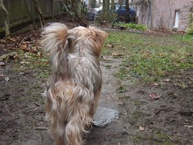 ../2013/01/13-0955-dog-casper.jpg