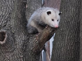 14-1607-possum-critter.jpg