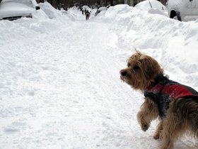 ../2013/02/09-1323-dog-casper-snow.jpg