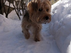 ../2013/02/10-1046-dog-casper.jpg