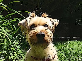 ../2014/06/17-1131-dog-casper.jpg