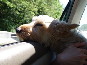 ../2014/07/05-1619-casper-car-dog.jpg