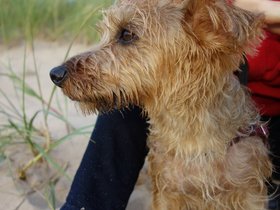 ../2014/08/27-2041-laketown-casper-holland-dog-beach.jpg