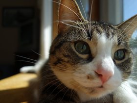 ../2014/08/28-1313-cooper-cat.jpg