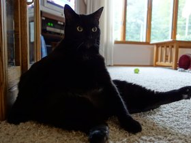../2014/08/30-0911-cat-murphy.jpg