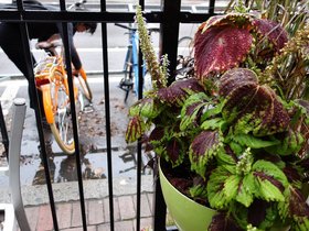 ../2014/10/04-1103-plant-bike-nora.jpg