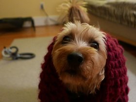 ../2014/11/19-1838-dog-casper.jpg