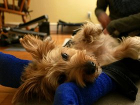 ../2015/01/17-2236-casper-nora-dog.jpg