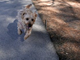 ../2015/04/11-1516-dog-fresh_pond-MA-casper.jpg
