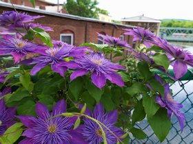../2015/06/05-1028-flower-shelburne-MA.jpg