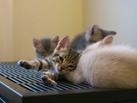 ../2015/06/22-1024-oakland-CA-cat.jpg