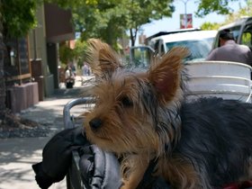 ../2015/06/22-1406-oakland-CA-dog-street.jpg