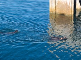 ../2015/06/23-1827-monterey-CA-otters.jpg