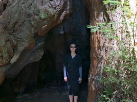 ../2015/06/25-1153-nora-santa_cruz-CA-redwood.jpg