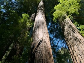 ../2015/06/25-1153-santa_cruz-CA-redwood.jpg