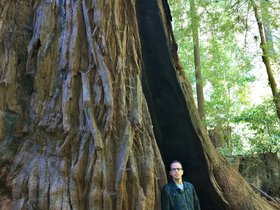 ../2015/06/25-1158-santa_cruz-CA-redwood.jpg