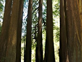 ../2015/06/25-1341-santa_cruz-CA-redwood.jpg